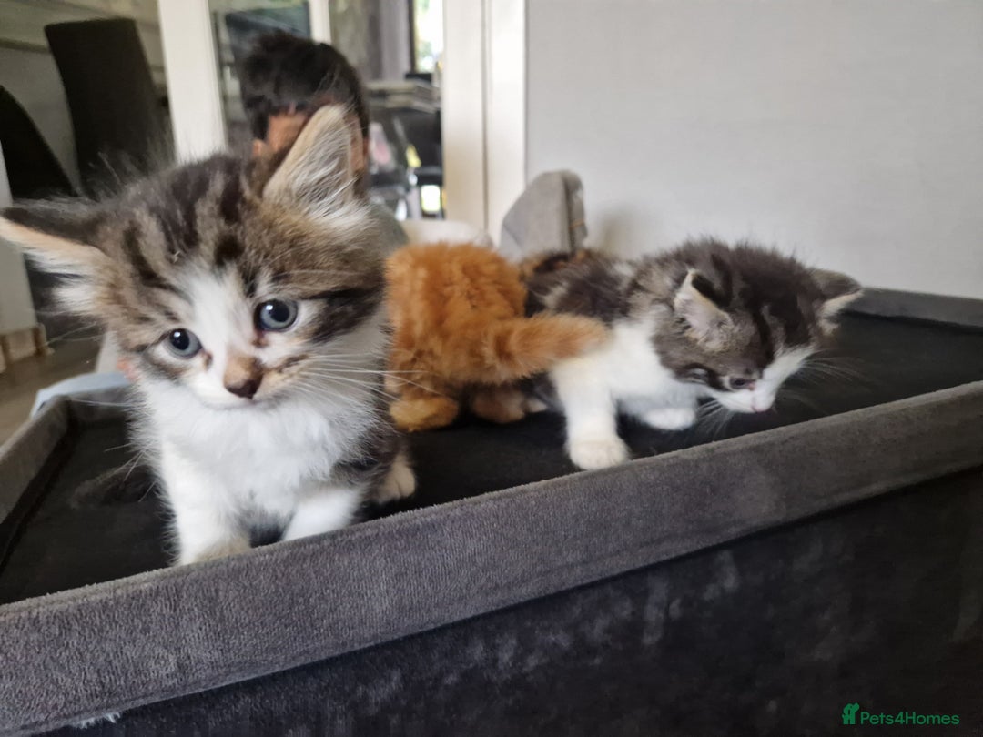 British Longhair cats for sale: Beautiful Fluffy kittens 3 Male 1 Female  - Image 5