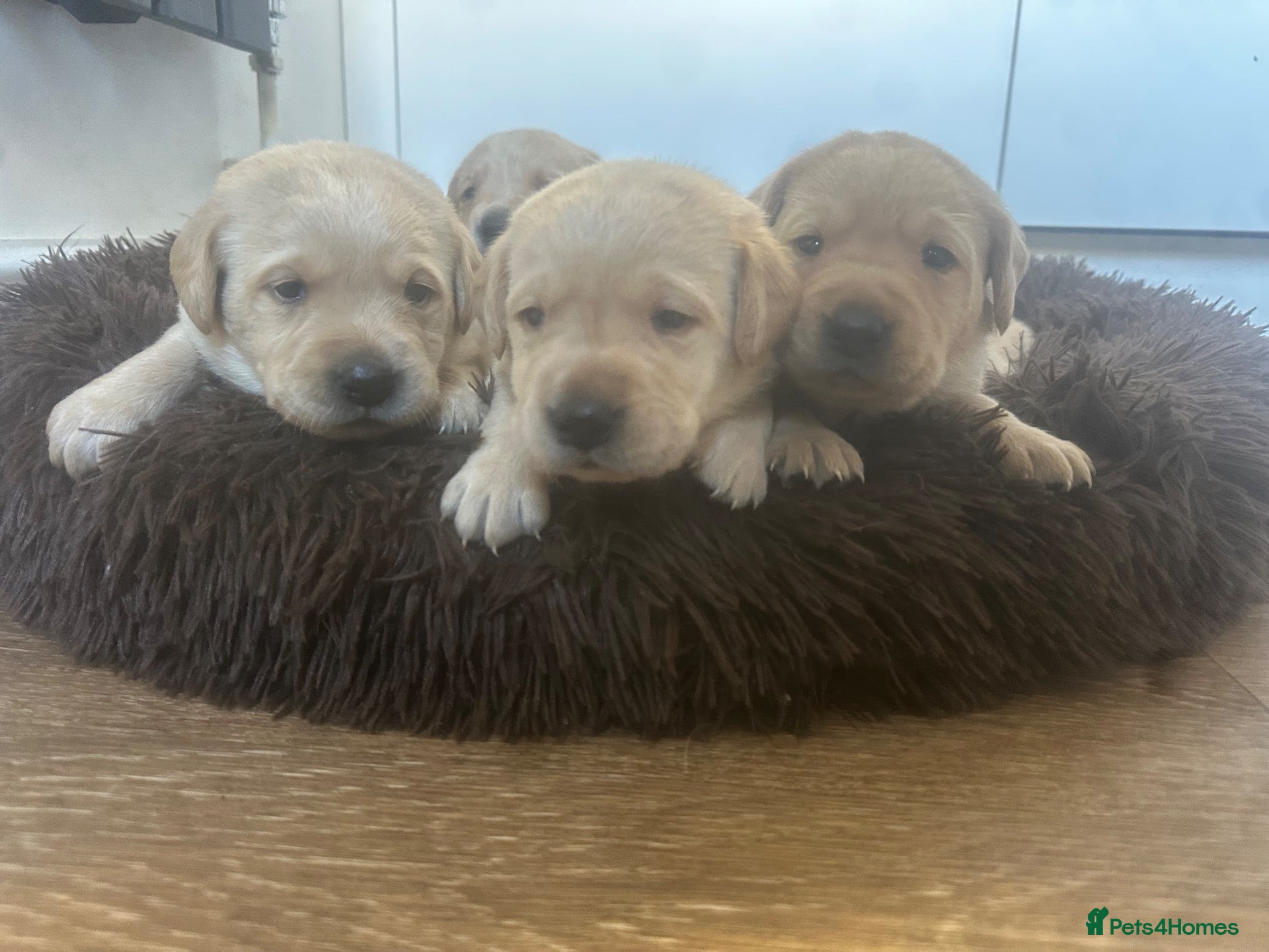 Labrador Retriever dogs My Labrador Puppys 🐾 - Advert 1