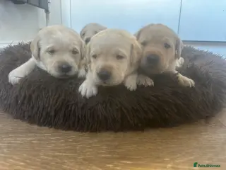 Labrador Retriever dogs My Labrador Puppys 🐾 - Advert 15