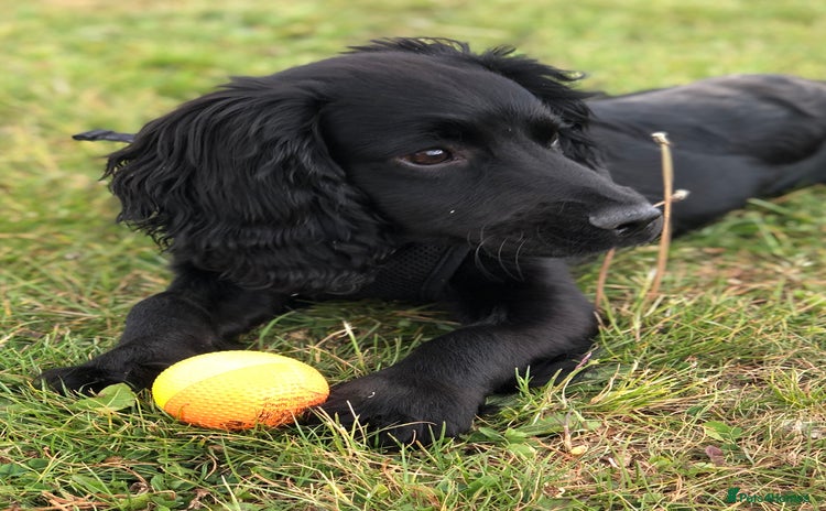 Cocker Spaniel dogs - Advert 11
