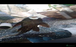 Angelfish fish for sale: All fish 100£ - Image 18
