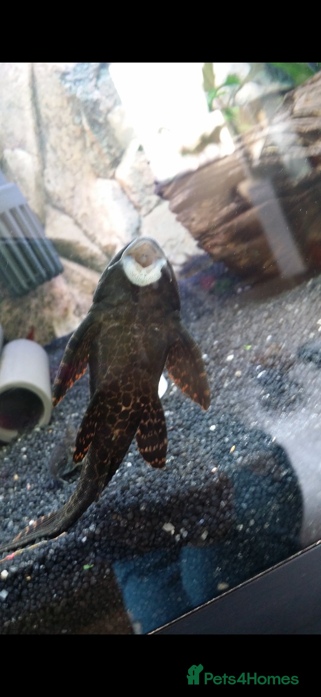 Angelfish fish for sale: All fish 100£ - Image 18