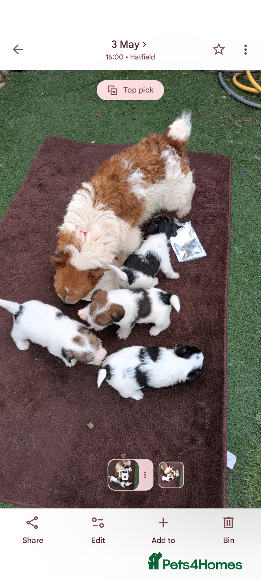 Jack Russell dogs Rough coated jack Russell puppies  - Advert 1