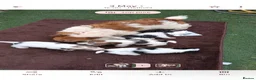 Jack Russell dogs for sale: Rough coated jack Russell puppies  - Advert 1
