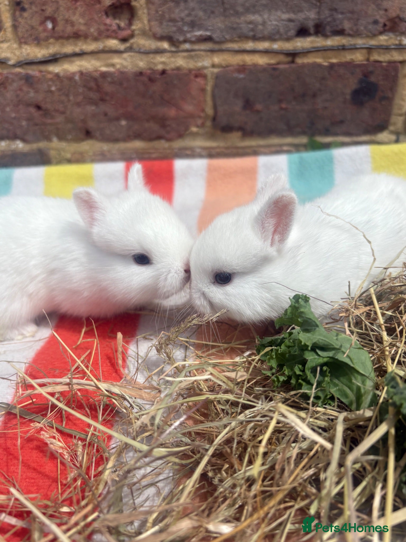 Netherland Dwarf rabbits 2 white Netherland Dwarf Bunnies  - Advert 7