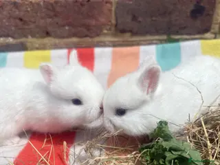 Netherland Dwarf rabbits 2 white Netherland Dwarf Bunnies - Advert 7