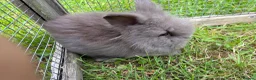 Lionhead rabbits for sale: 3 fluffy lionhead babies  - Advert 5
