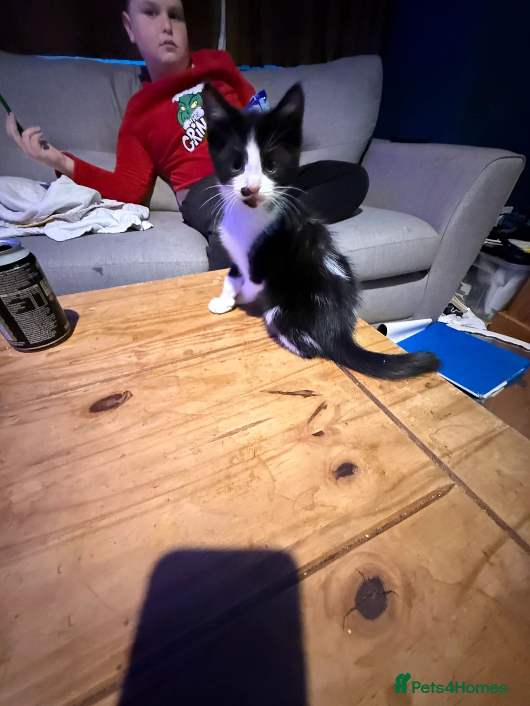 British Shorthair cats for sale: Kittens 8 weeks old boys  - Advert 3