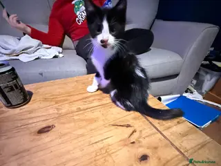 British Shorthair cats Kittens 8 weeks old boys - Advert 10