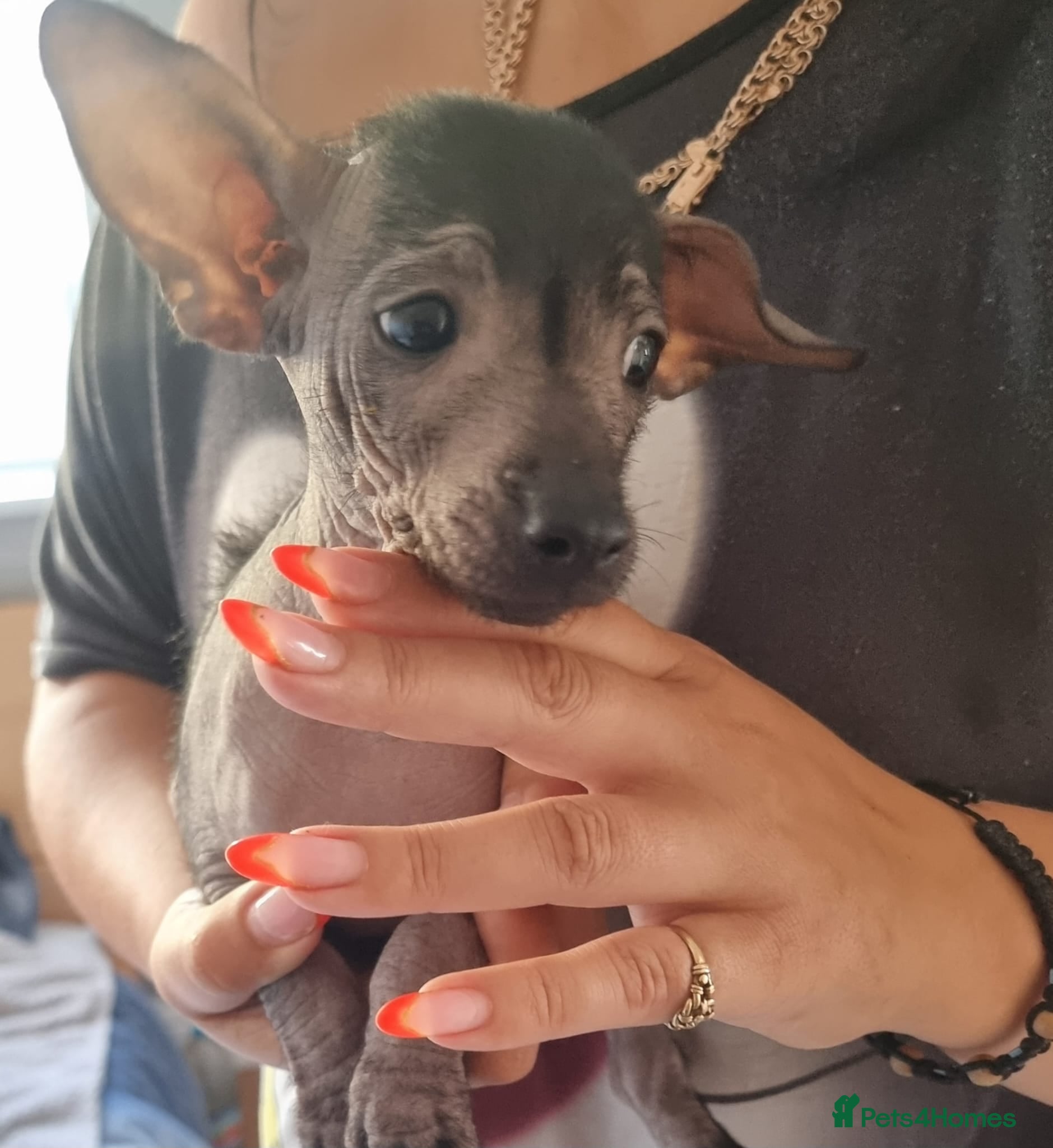 Mexican Hairless dogs Mexican hairless mini girls - Advert 5