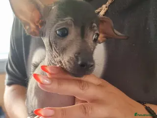 Mexican Hairless dogs Mexican hairless mini girls - Advert 5