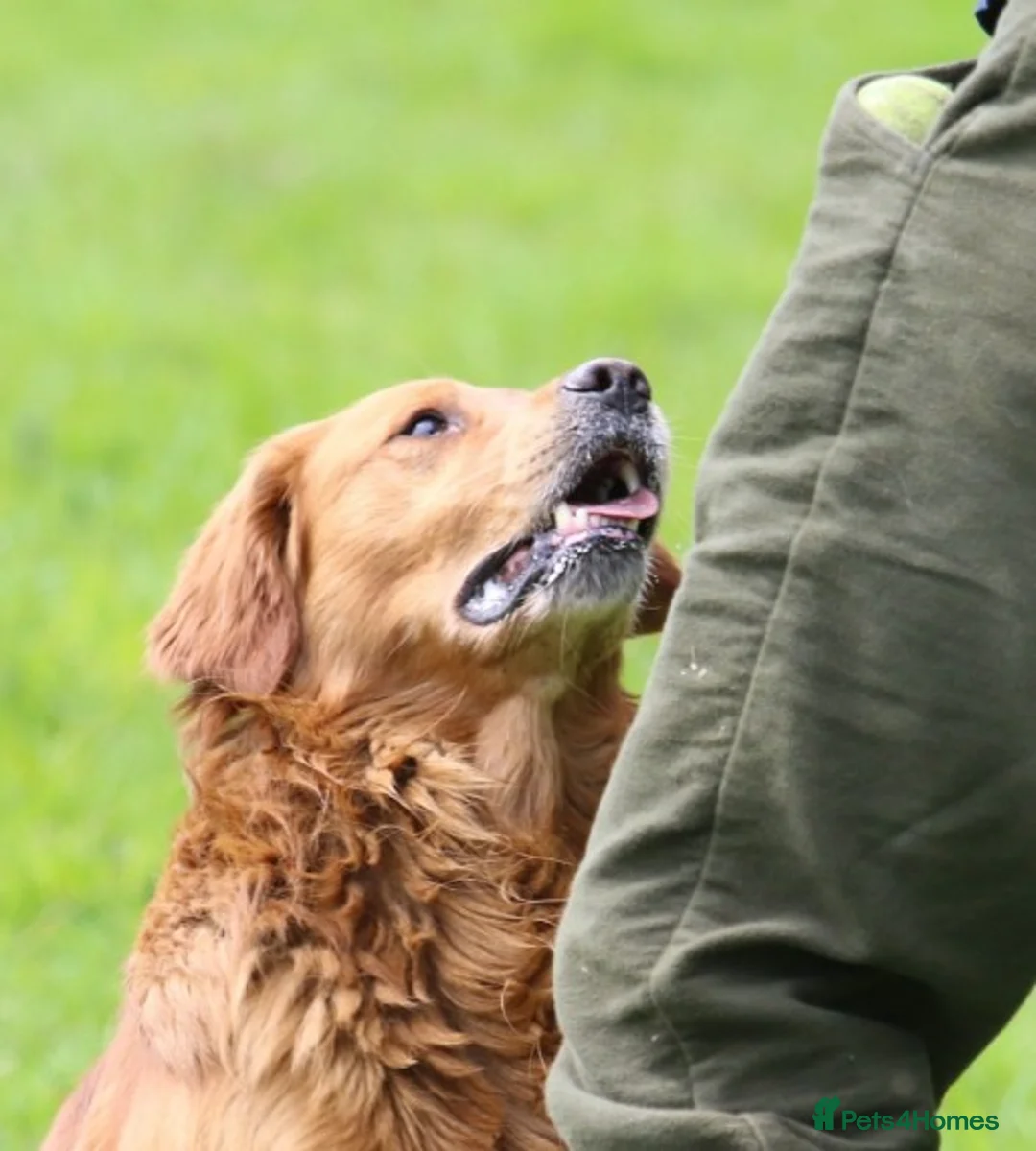 Golden Retriever dogs for stud: BRINSWORTHY DENMAN OF JALK A DOG OF A LIFETIME! in Doncaster - Advert 13