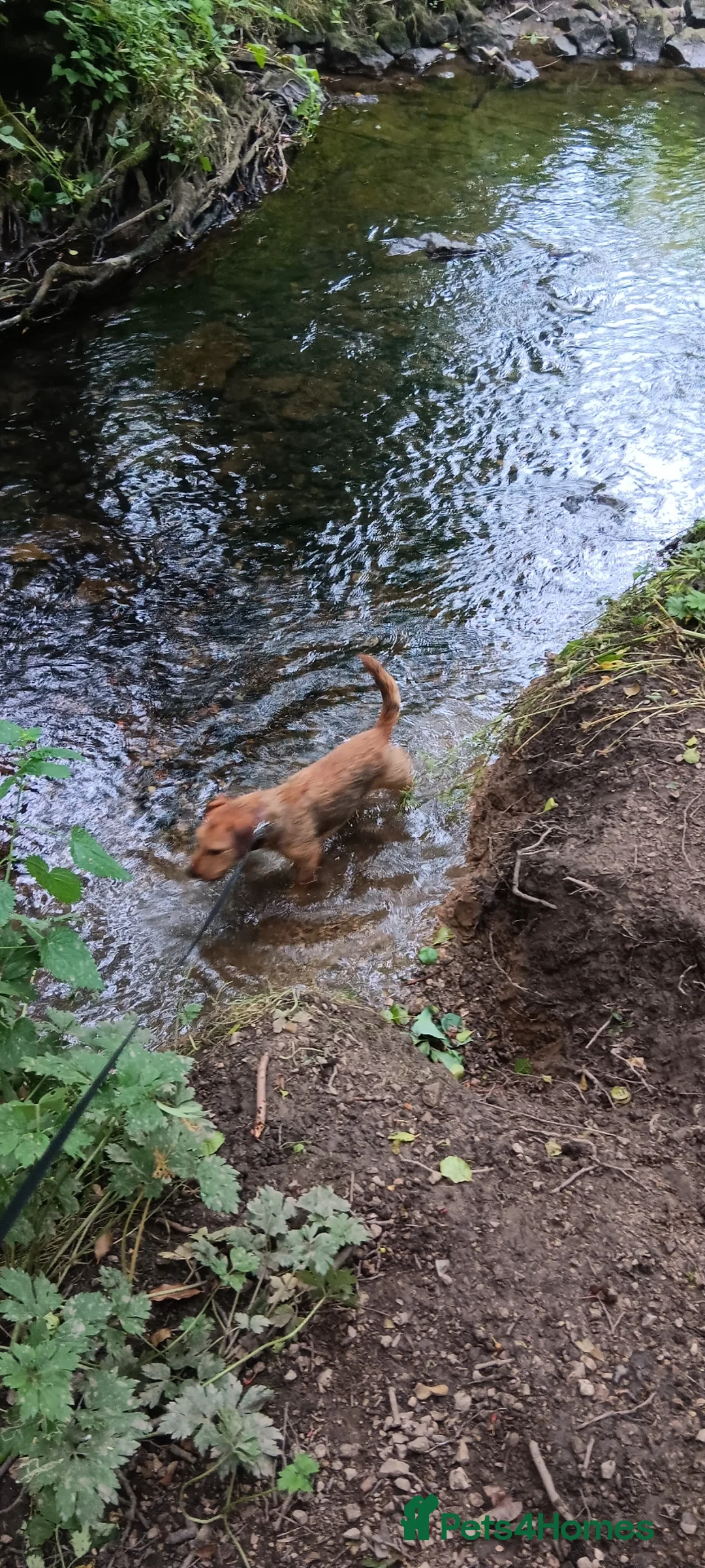 Mixed Breed dogs for sale: Patterdale cross lakeland - Advert 5