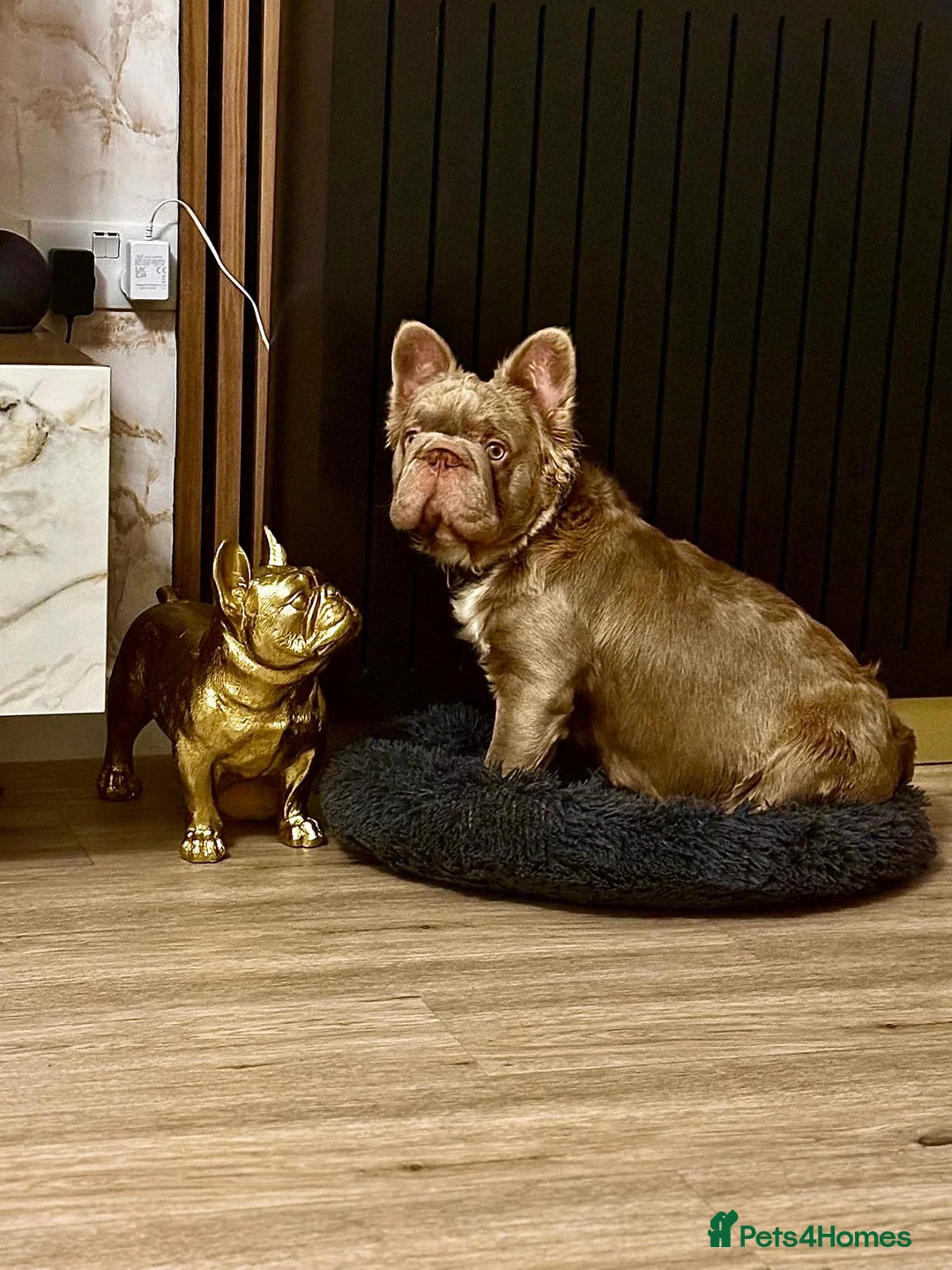 French Bulldog dogs for sale: 5 beautiful fluffy French bulldogs  - Advert 5
