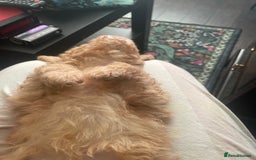 Maltipoo dogs for sale: We have 5 stunning Maltipoos 4 boys and one girl  - Image 5