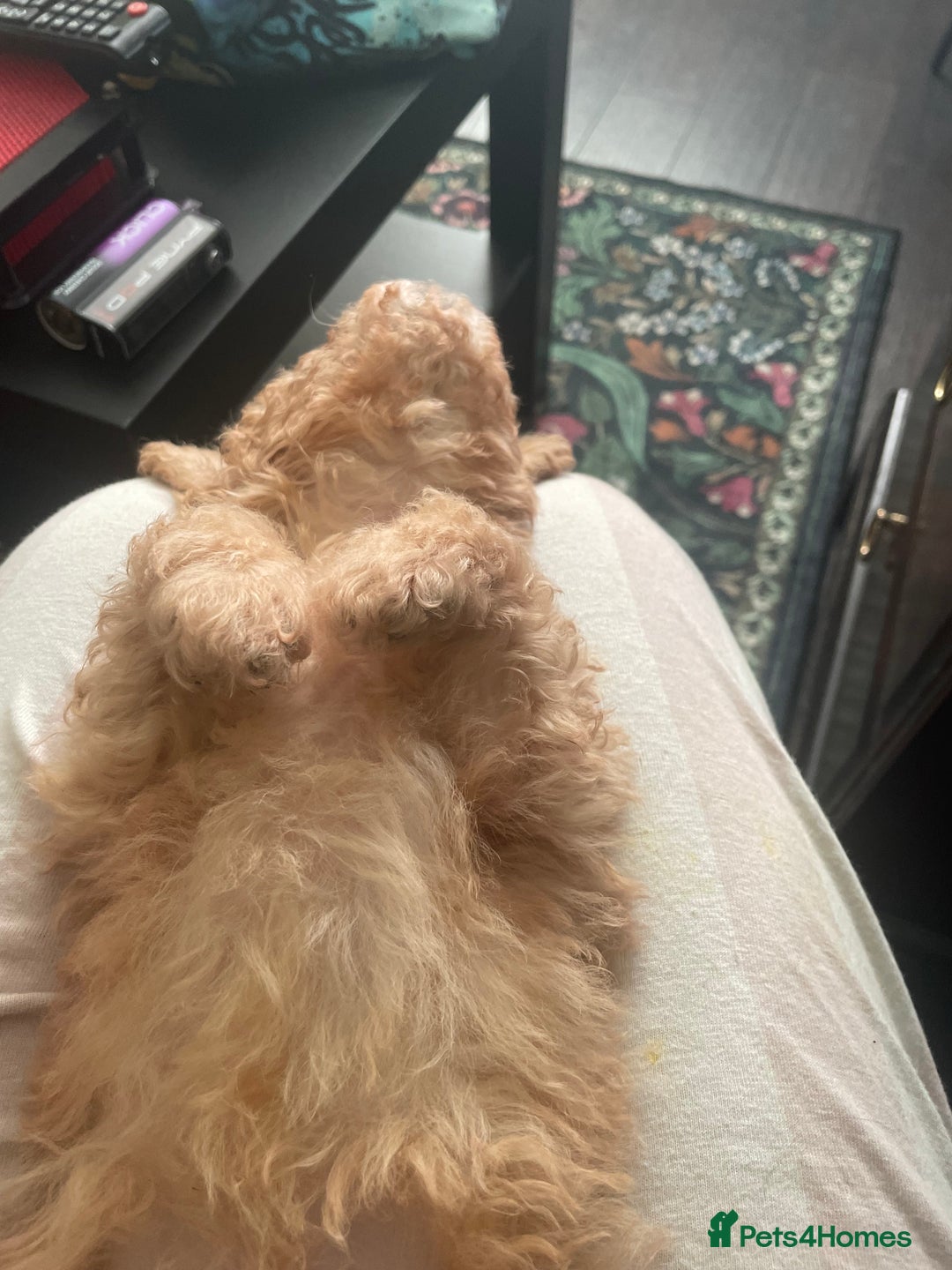 Maltipoo dogs for sale: We have 5 stunning Maltipoos 4 boys and one girl  - Image 5