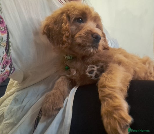 Goldendoodle dogs - Advert 2