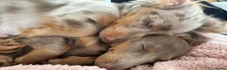 Miniature Dachshund dogs for sale: Stunning KC Registered Miniature Dacshund’s - Advert 14