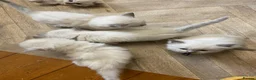 Ragdoll cats for sale: Stunning Ragdoll kittens blue point male/female in Hull - Advert 5