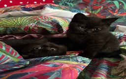British Shorthair cats for sale: READY TO LEAVE NOW! Black and grey pedigree BSH!! - Image 13