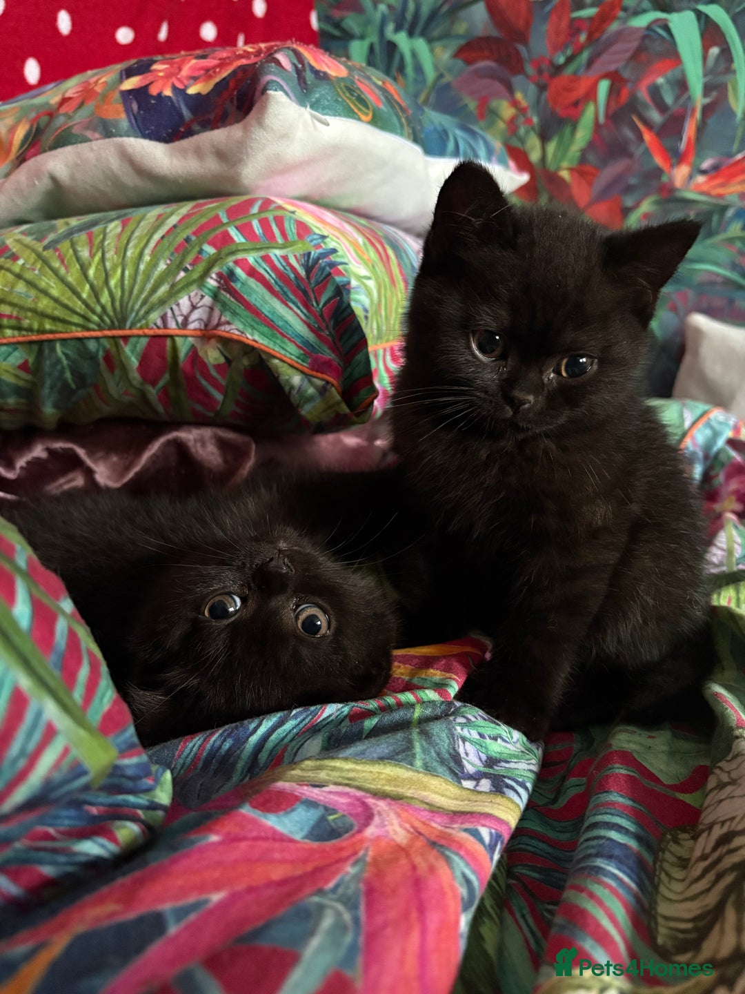British Shorthair cats for sale: READY TO LEAVE NOW! Black and grey pedigree BSH!! - Image 13