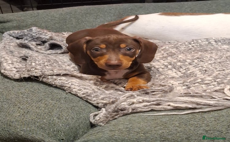 Dachshund dogs - Advert 16