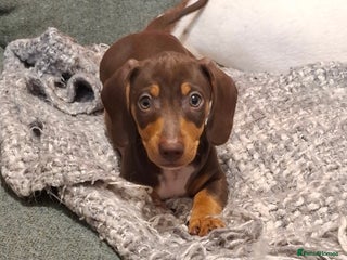 Dachshund dogs Gorgeous chocolate Dachshunds - Advert 12