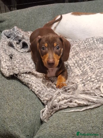 Dachshund dogs - Advert 16