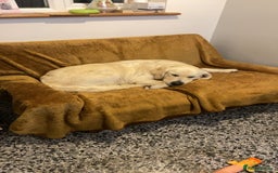 Golden Retriever dogs for sale: KC Registered Golden Retriver Puppies - Image 37