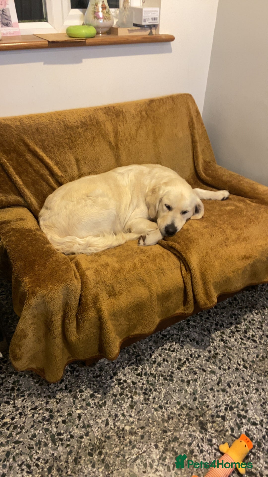 Golden Retriever dogs for sale: KC Registered Golden Retriver Puppies - Image 37