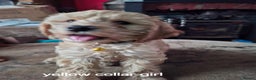 Cockapoo dogs for sale: The puppies are cockapoo  - Advert 3