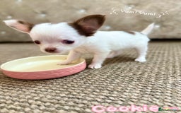 Chihuahua dogs for sale: 🔥 Adorable long-haired Chihuahua puppies for sale - Image 20