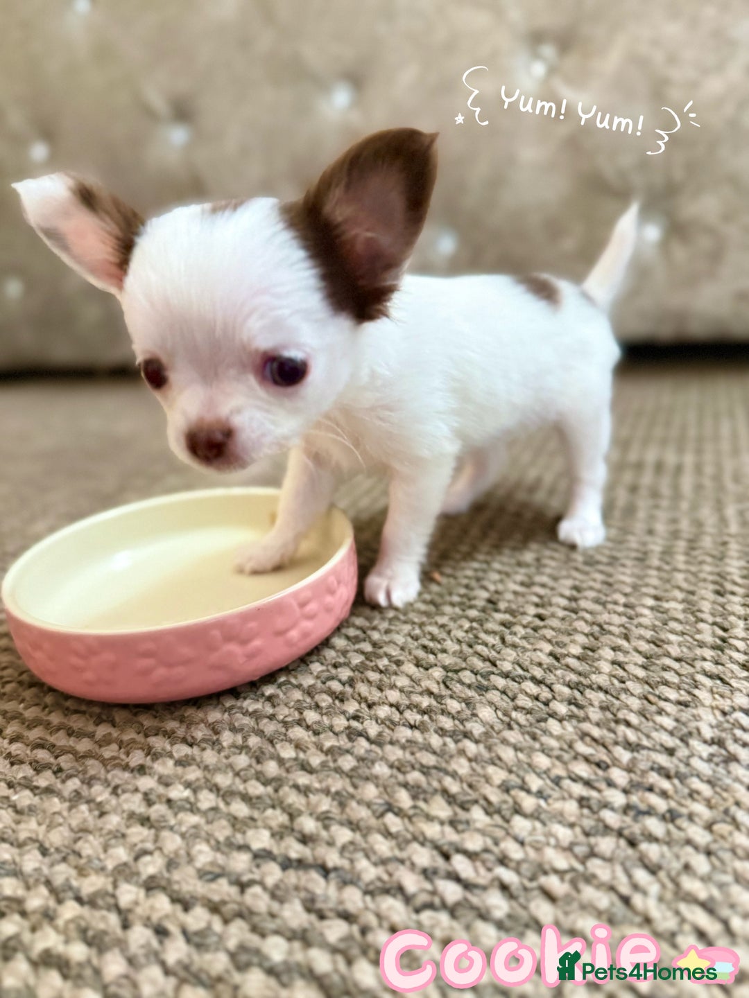 Chihuahua dogs for sale: 🔥 Adorable long-haired Chihuahua puppies for sale - Image 20