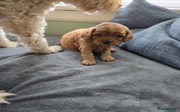 Cavapoo dogs for sale: Gorgeous Cavapoo puppies looking for forever home - Image 16
