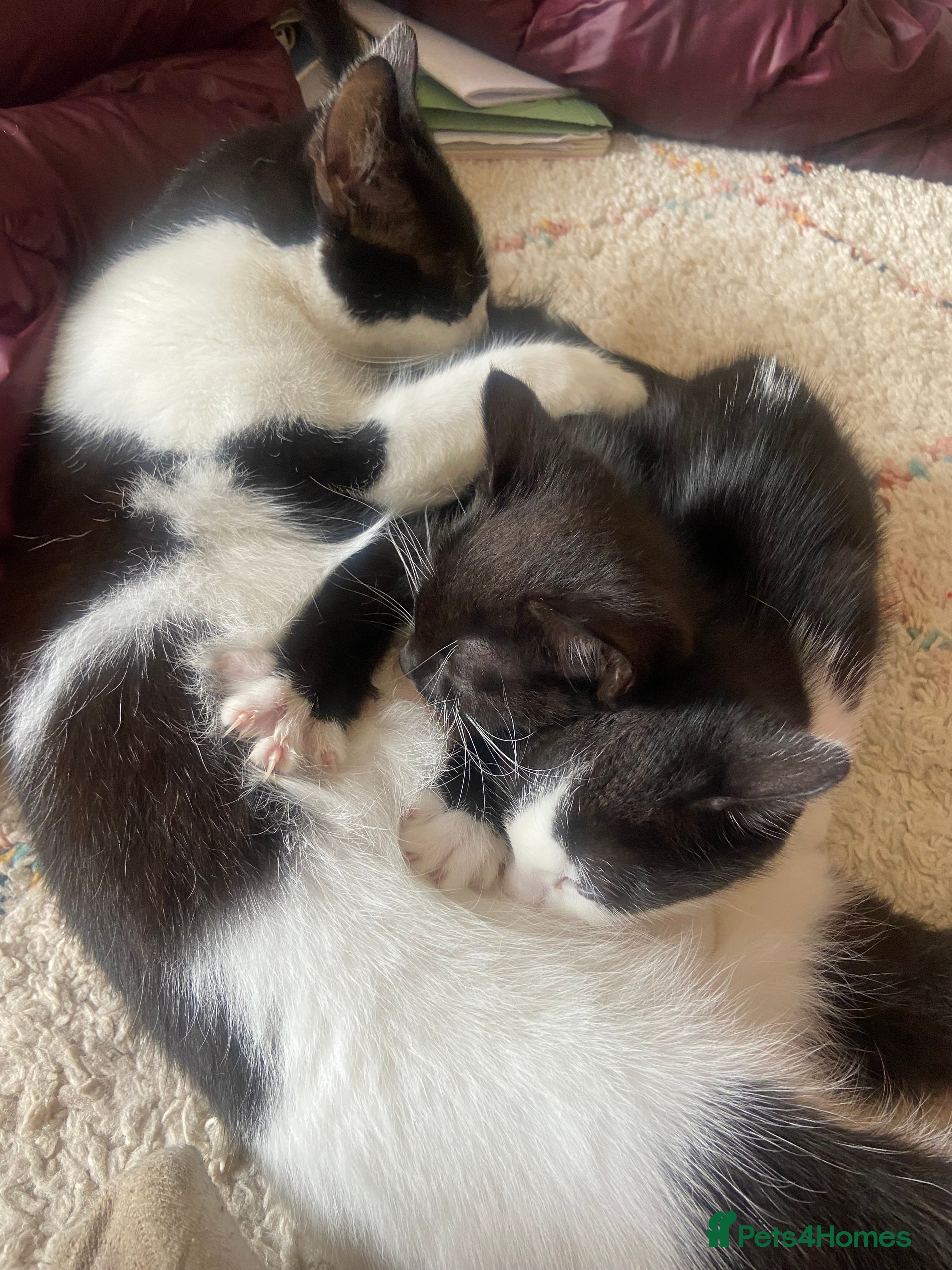 Mixed Breed cats Female kitten  - Advert 21