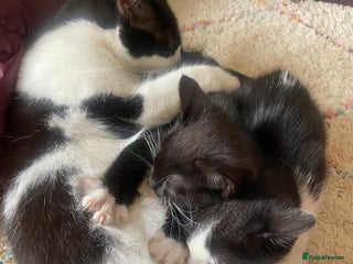 Mixed Breed cats for sale - Advert 1