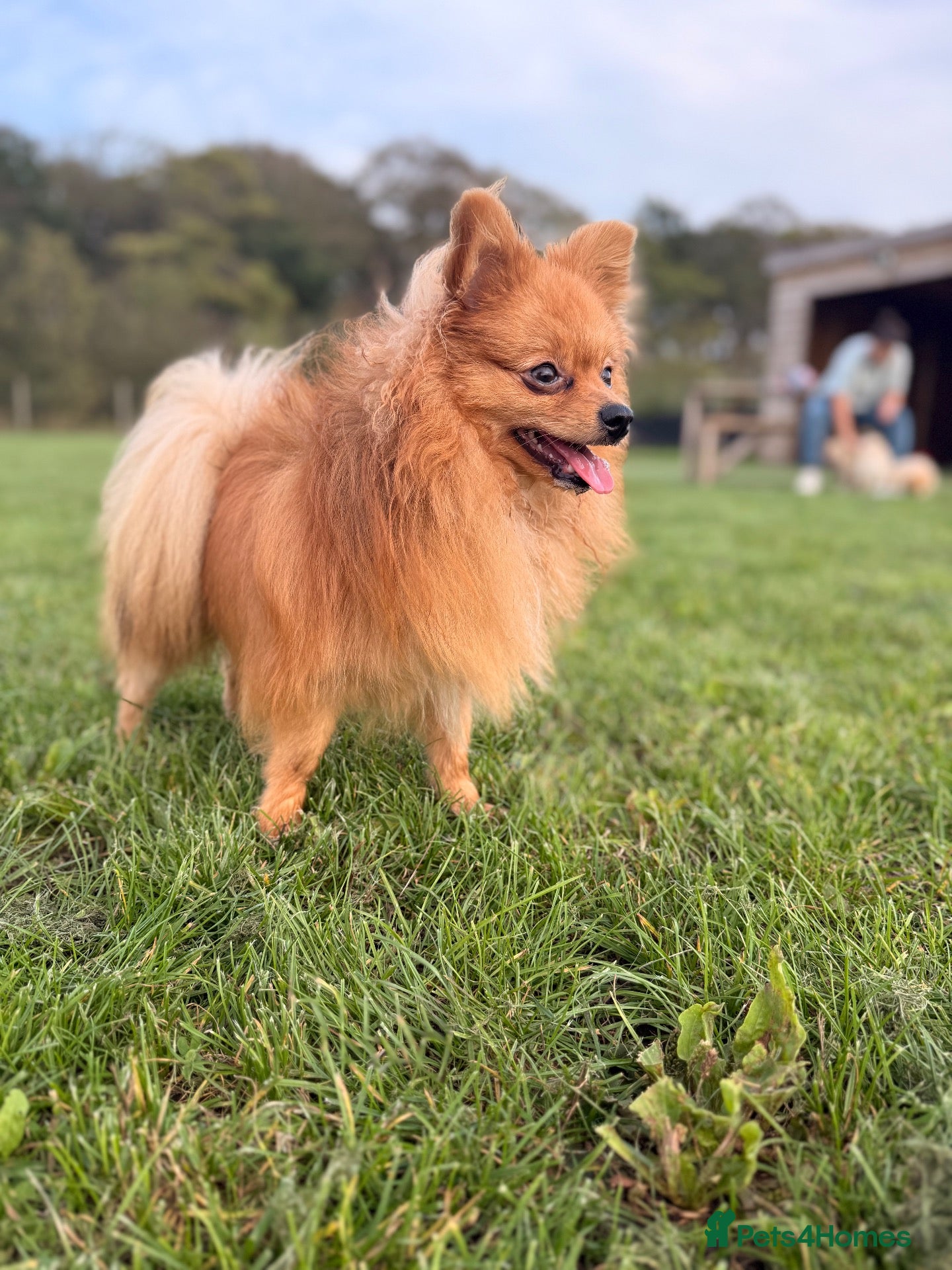 Pomeranian dogs 🐾Goofy 👀Those Eyes Say It All ❤️ - Advert 1