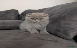 British Longhair cats for sale: British shorthair - Image 10