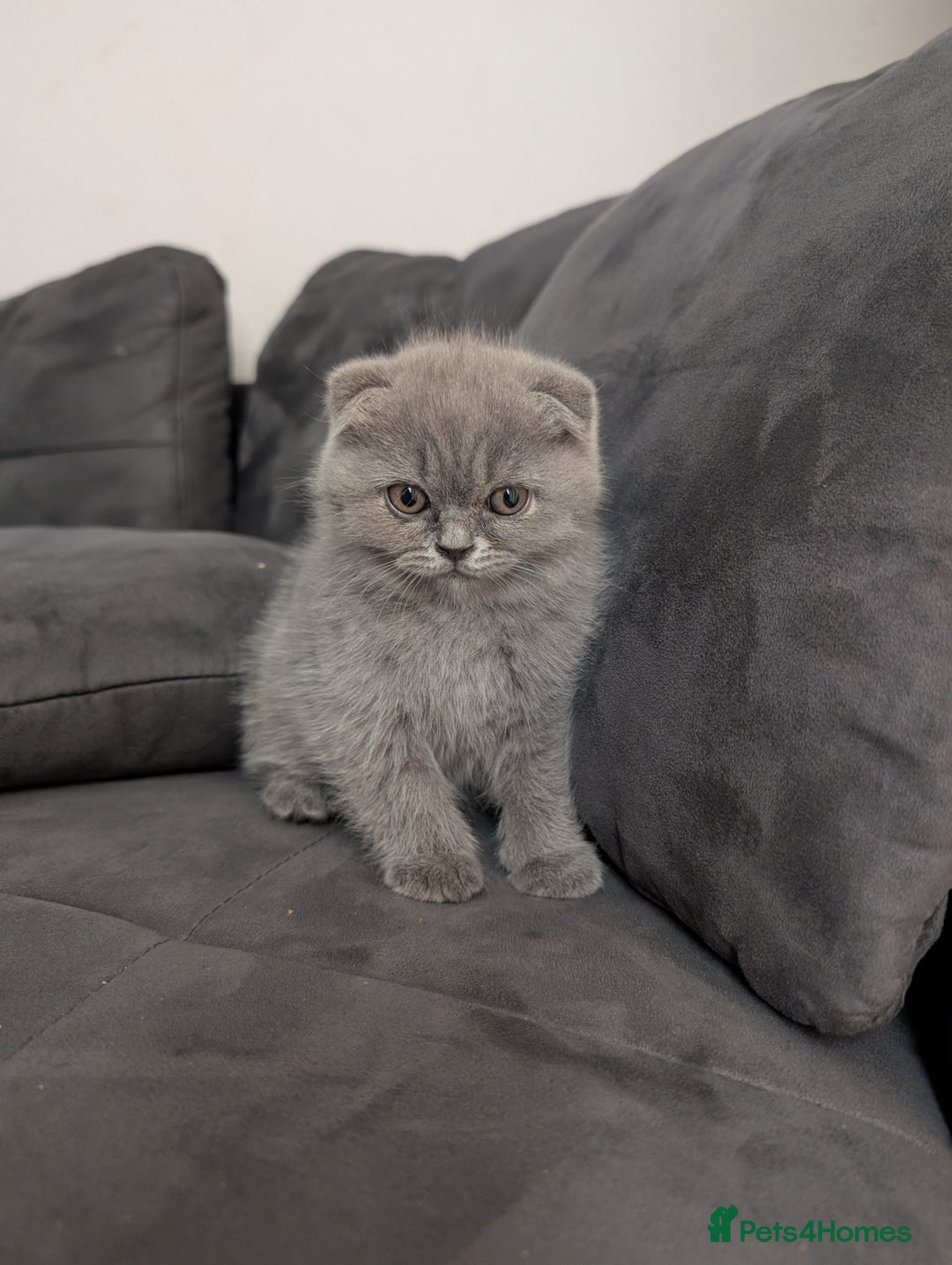 British Longhair cats for sale: British shorthair - Image 10