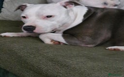 Staffordshire Bull Terrier dogs for sale: My gorgeous staffy girl - Image 4