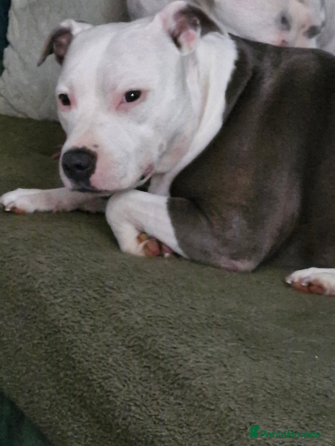 Staffordshire Bull Terrier dogs for sale: My gorgeous staffy girl - Image 4