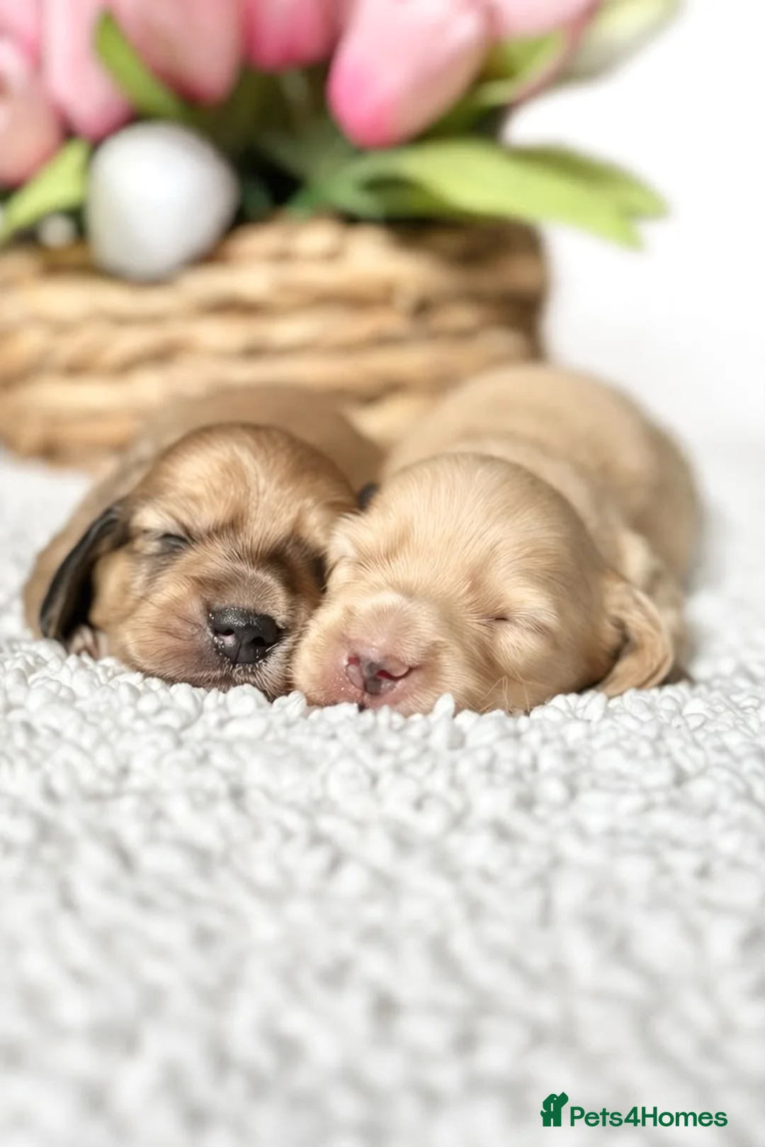 Miniature Dachshund dogs for sale: Lh cream dachshund available  - Advert 2