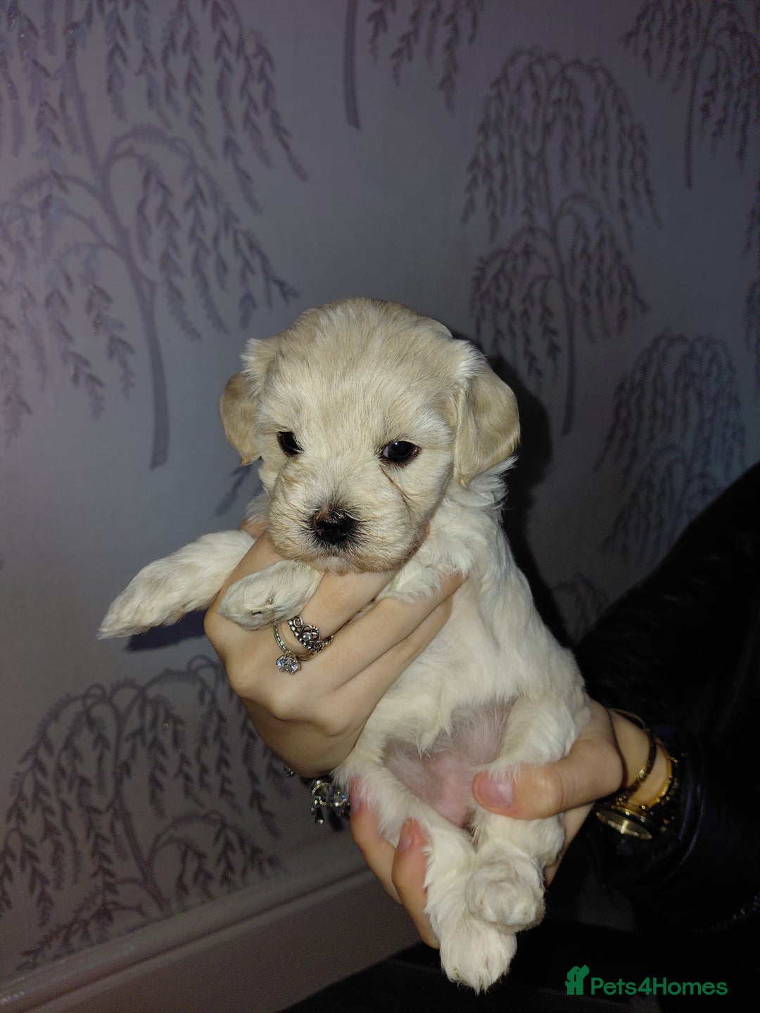 Maltipoo dogs for sale: F1 tiny adorable maltipoo  - Advert 30