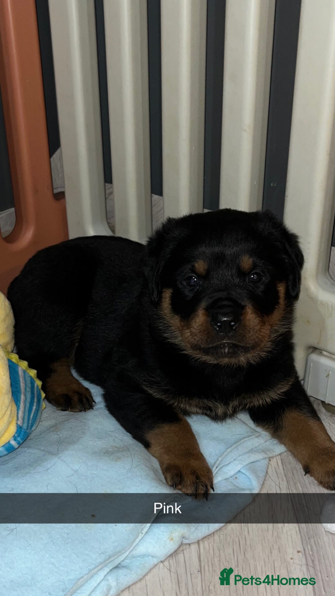 Rottweiler dogs for sale: LAST FEMALE ROTTWEILER PUPPY - Advert 2
