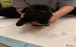 Cane Corso dogs for sale: Large Cane Corso pups - Advert 11