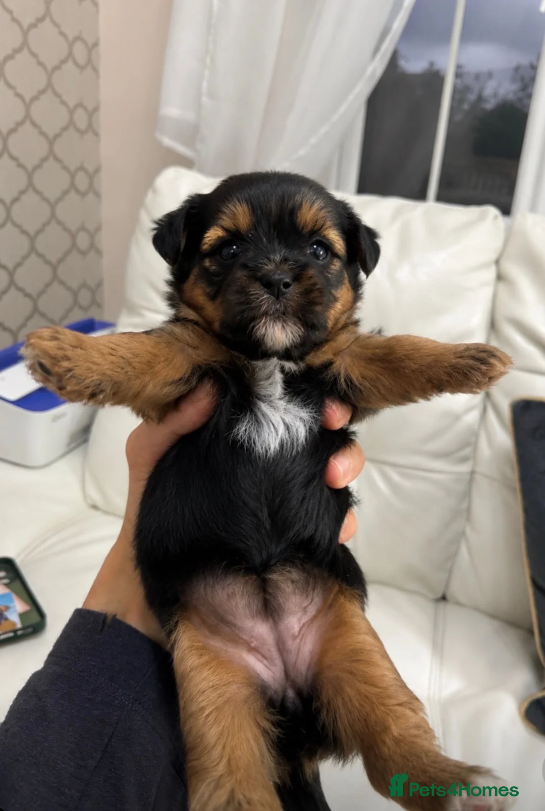Shorkie dogs for sale: Shorkie  in Boston - Advert 9