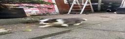 Border Collie dogs for sale: 4 Border Collie puppies in Wigan - Advert 9