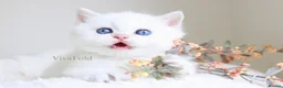 British Longhair cats for sale: Super Rare & Top Quality Kittens - Advert 8