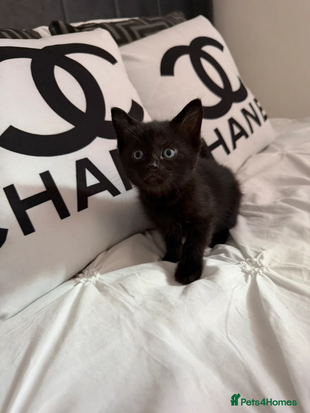 Mixed Breed cats for sale: kitten for sale !!  - Advert 2