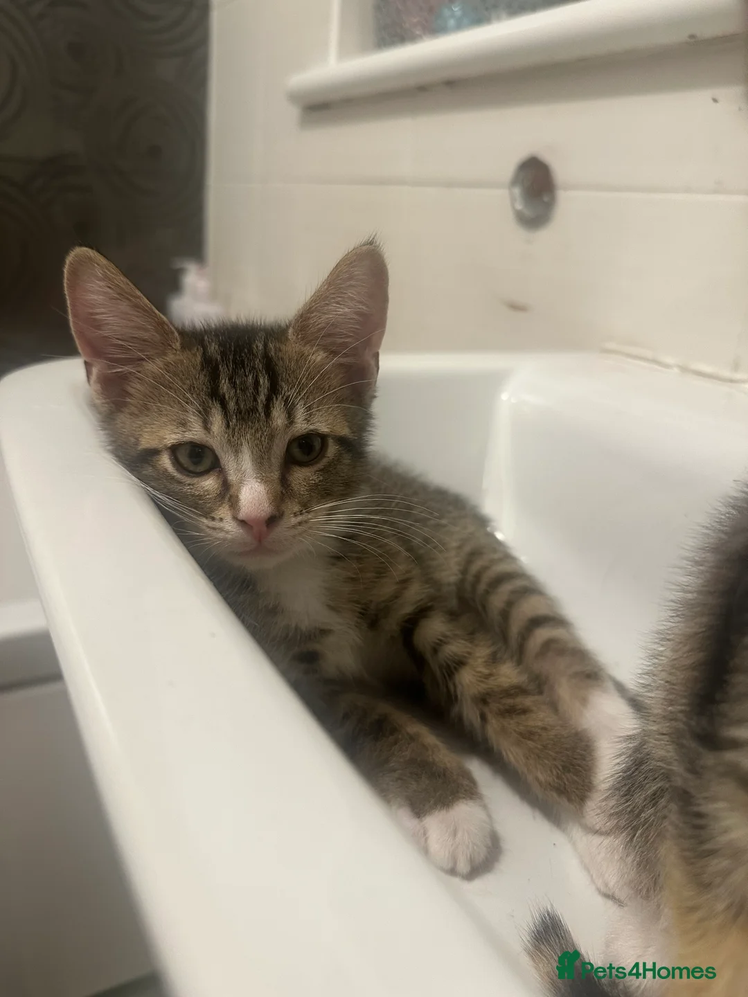 Mixed Breed cats for sale: 2 kittens for sale £50 - Advert 3